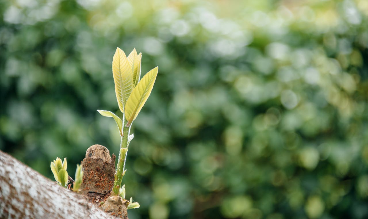 Detailed close-up of fresh green leaves growing on a tree branch in a vibrant natural setting.