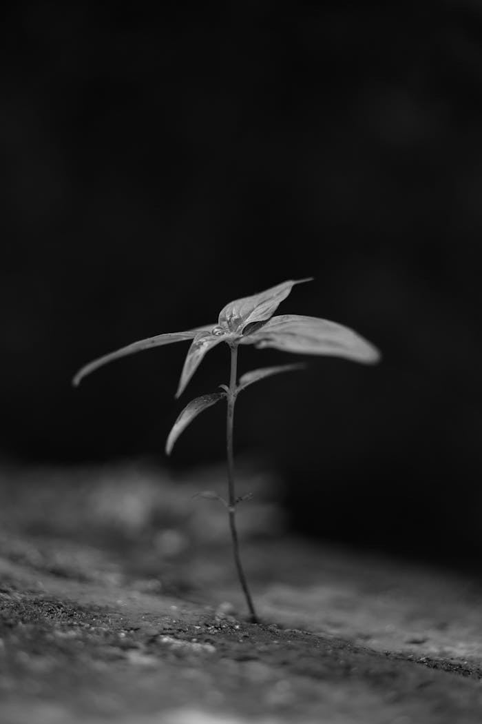 A black and white photo of a small plant growing on the ground with selective focus.