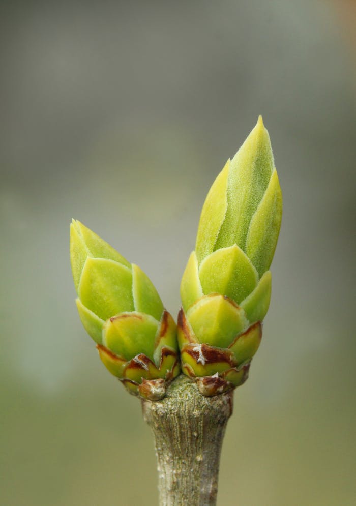 our-experience Macro photography of two fresh tree buds on a branch, highlighting nature's renewal.