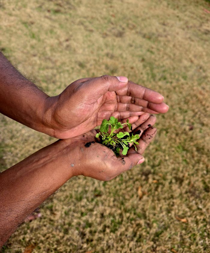 Close-up of hands holding a seedling with soil, symbolizing growth and nurturing.
