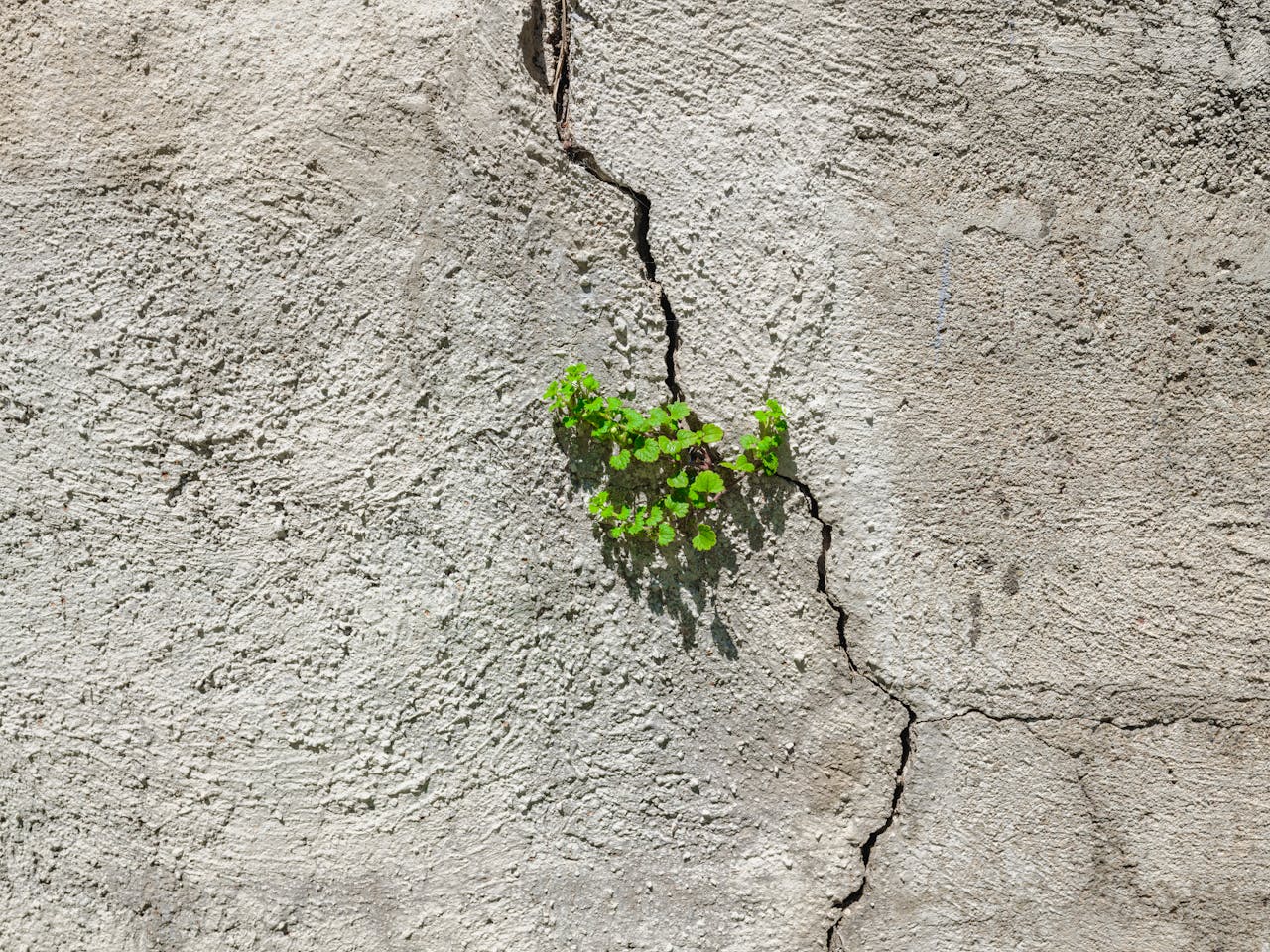 ours-journey Green plant emerging through a cracked concrete wall, symbolizing resilience and natural growth in an urban environment.