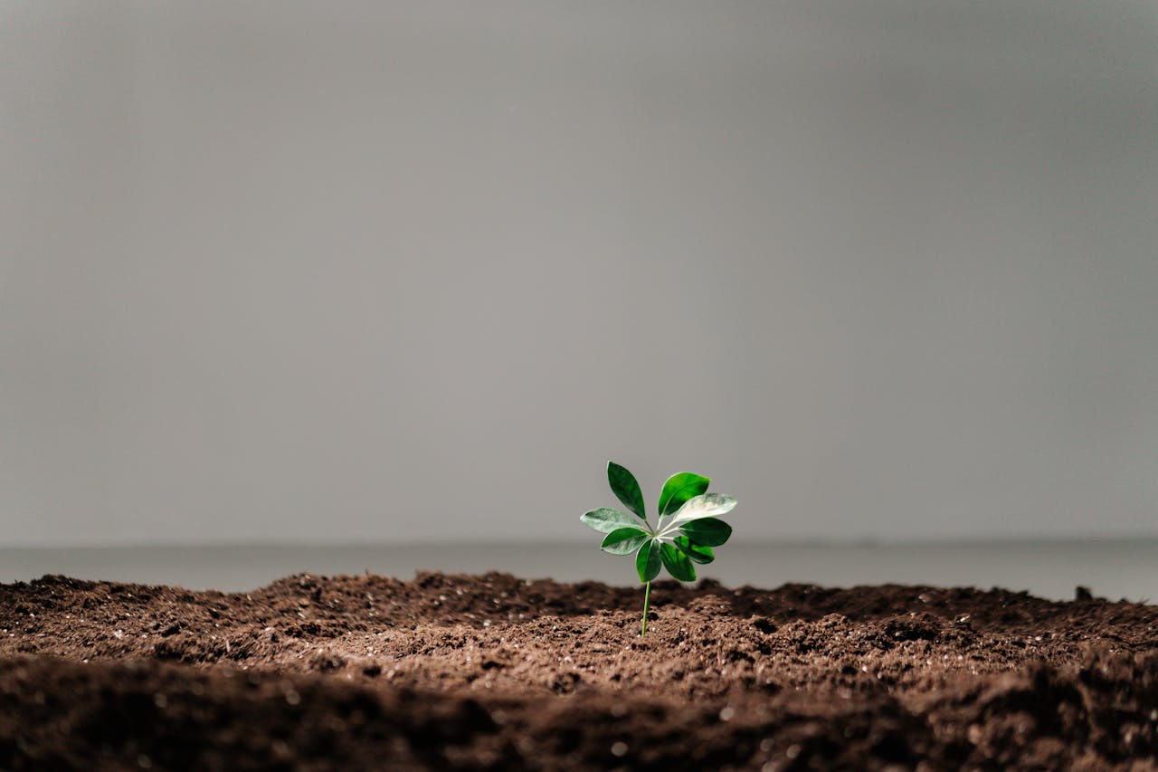 about-02 A single green plant sprouts from rich soil against a neutral background, symbolizing growth.